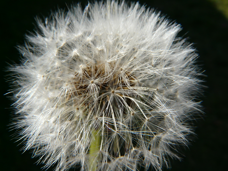 Wishes by Cassandra LeRoy